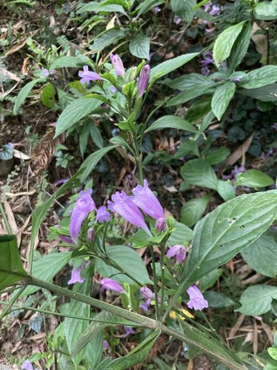 Strobilanthes cusia, photographed by 張家瑜