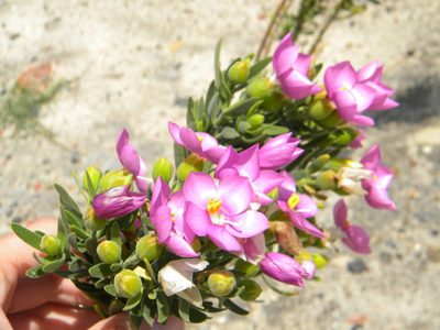 Orphium frutescens, photographed by Tim Kirsten