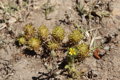 Dischisma capitatum, photographed by Tony Rebelo