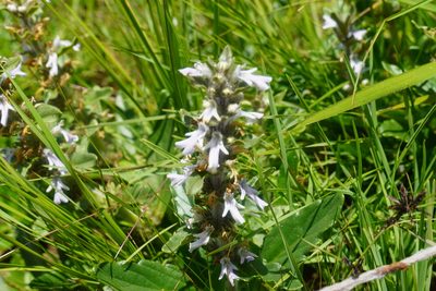 Ajuga ophrydis, photographed by Matthew Fainman