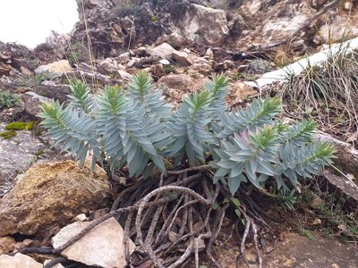 Euphorbia rigida, photographed by Riccardo Guarino