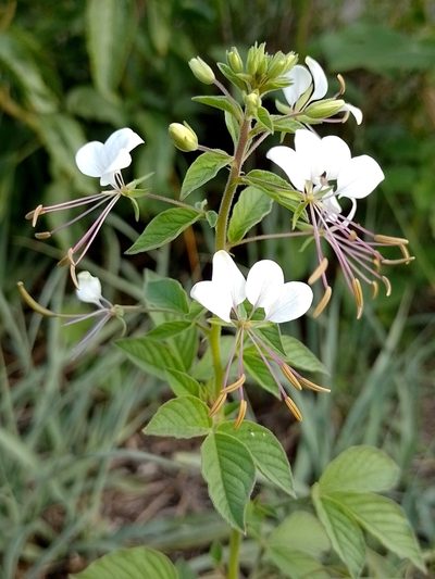 Cleome cordobensis, photographed by Tomás Carranza Perales