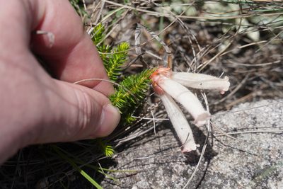 Erica cerinthoides, photographed by Matthew Fainman