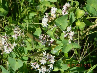 Cynanchum acutum, photographed by Galyna Mykytynets