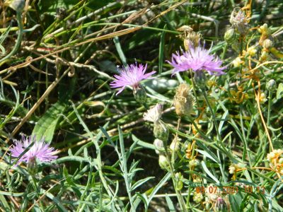 Centaurea odessana, photographed by Galyna Mykytynets