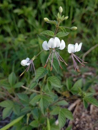 Cleome cordobensis, photographed by Tomás Carranza Perales