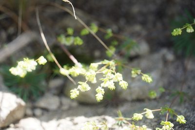 Psammotropha myriantha, photographed by Matthew Fainman