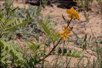 Senna scabriuscula, photographed by RAP