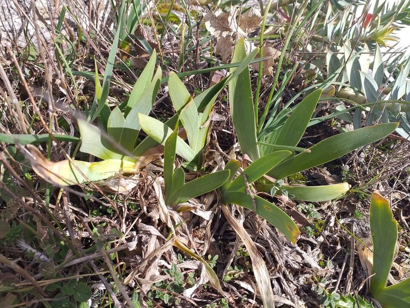 Iris pseudopumila, photographed by Riccardo Guarino