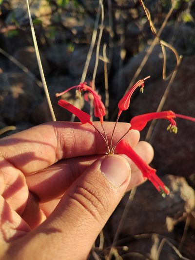 Bessera tenuiflora, photographed by Abraham Sánchez Romero