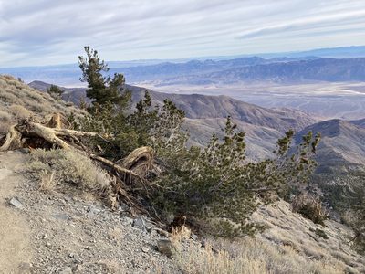 Pinus flexilis, photographed by Caleb Catto