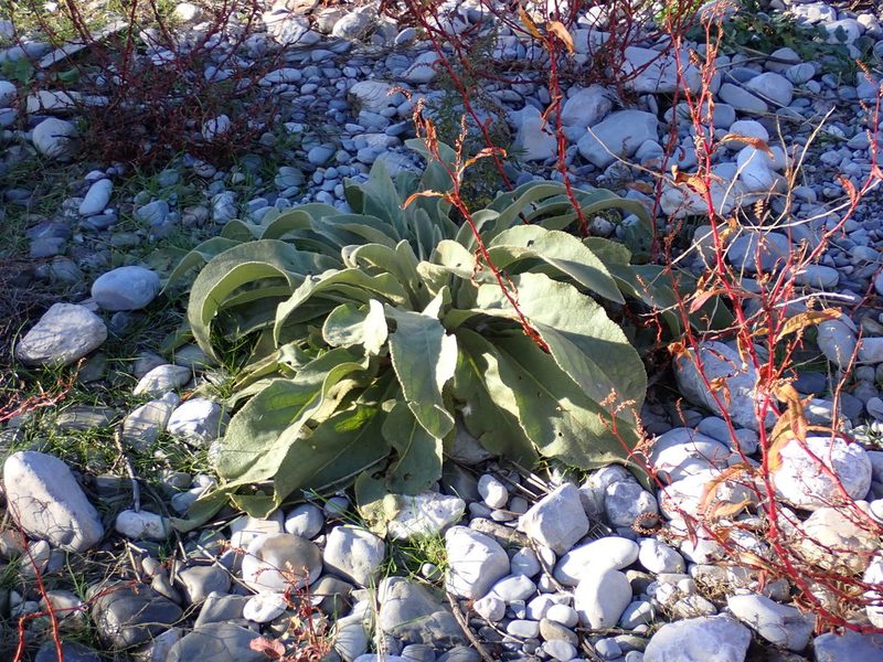 Verbascum boerhavii, photographed by Fabien Piednoir