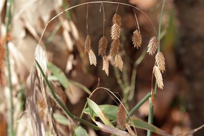 Chasmanthium latifolium, photographed by Lauren McLaurin