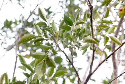Fraxinus griffithii, photographed by Agnes Trekker