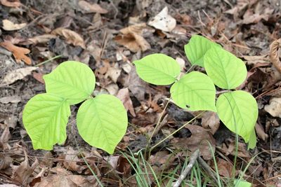 Lackeya multiflora, photographed by Lauren McLaurin