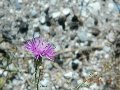 Centaurea odessana, photographed by Galyna Mykytynets