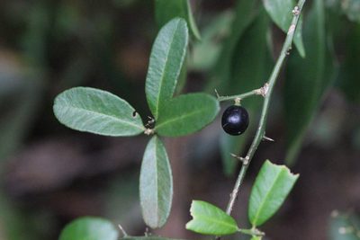 Atalantia buxifolia, photographed by Agnes Trekker