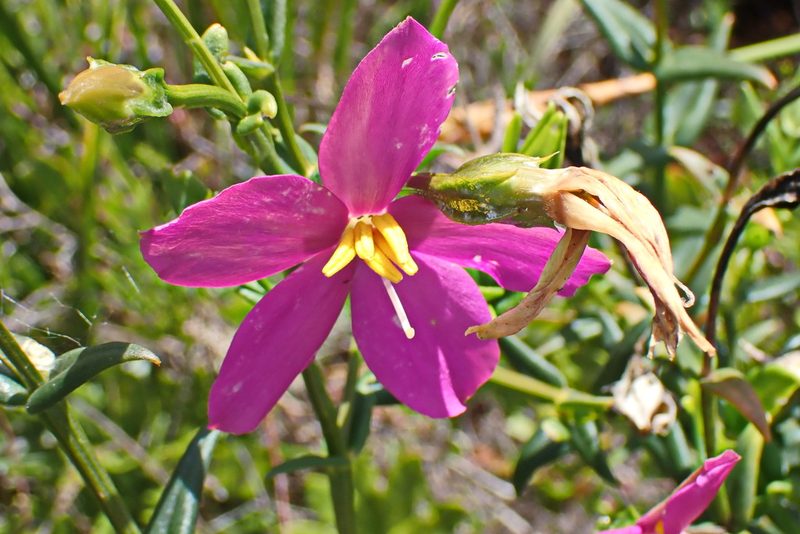 Chironia melampyrifolia, photographed by Di Turner