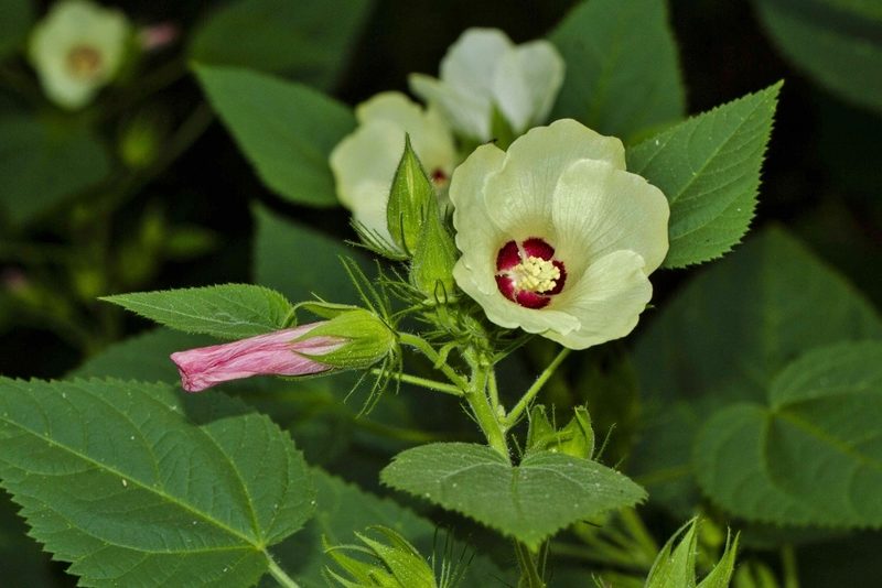 Hibiscus rhabdotospermus, photographed by i_c_riddell