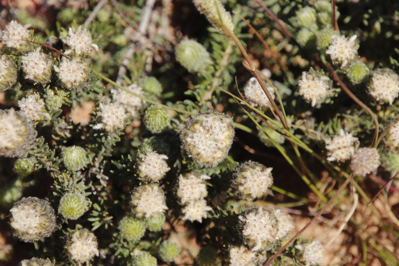 Phylica affinis, photographed by Tony Rebelo