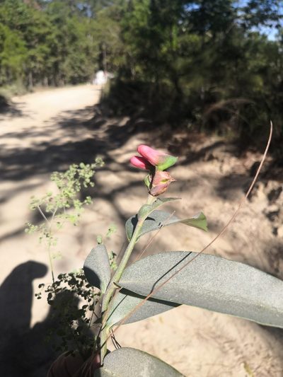 Euphorbia peritropoides, photographed by Ana Nuño