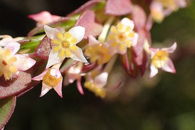 Struthiola tomentosa, photographed by Di Turner