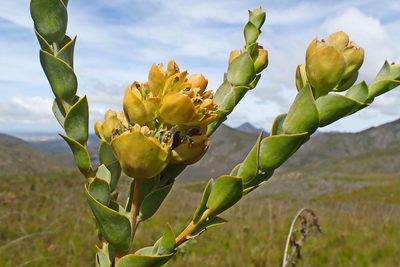 Thesium euphorbioides, photographed by Di Turner