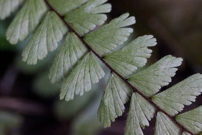 Adiantum caudatum, photographed by Agnes Trekker