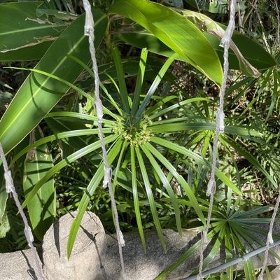 Cyperus alternifolius, photographed by Takaaki Hattori