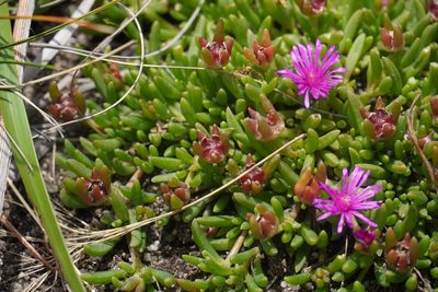 Delosperma obtusum, photographed by Matthew Fainman