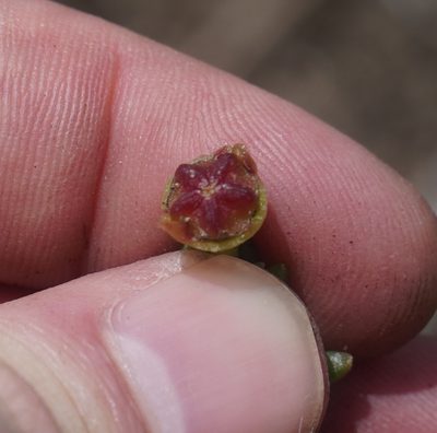 Delosperma obtusum, photographed by Matthew Fainman