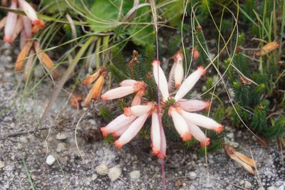 Erica cerinthoides, photographed by Matthew Fainman