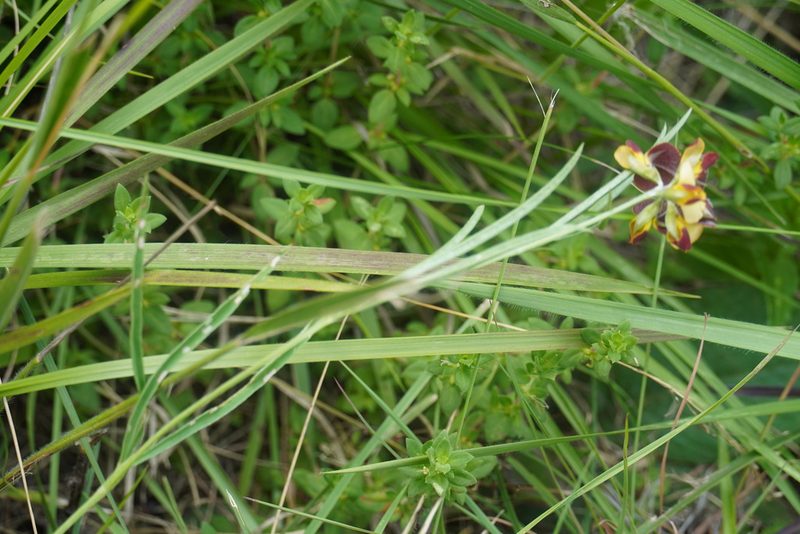 Argyrolobium tuberosum, photographed by Matthew Fainman