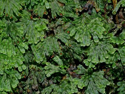 Hymenophyllum nitidulum, photographed by Jacy Chen
