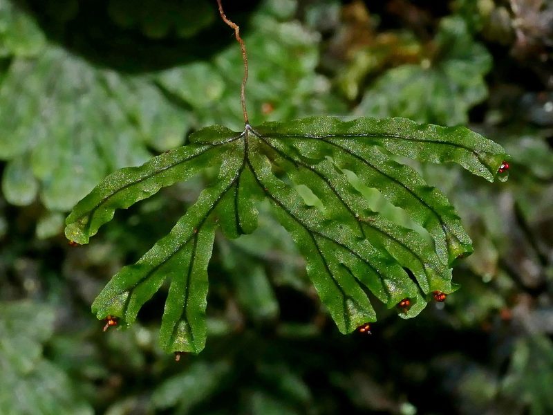 Hymenophyllum nitidulum, photographed by Jacy Chen