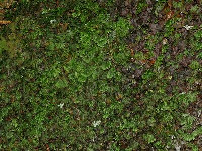 Hymenophyllum nitidulum, photographed by Jacy Chen