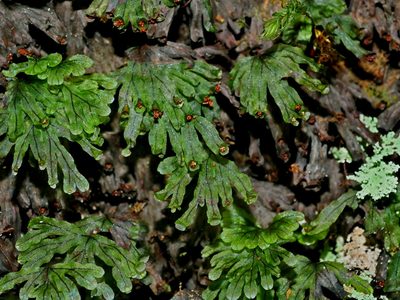 Hymenophyllum nitidulum, photographed by Jacy Chen