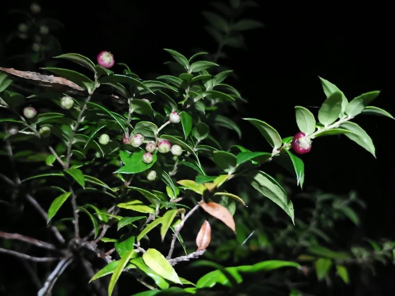 Gaultheria phillyreifolia, photographed by Inao Vasquez