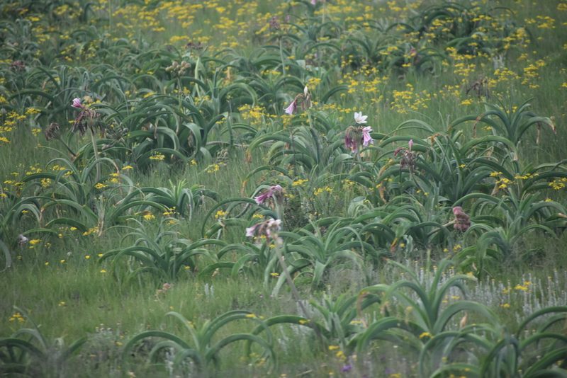 Crinum bulbispermum, photographed by Justin Ponder
