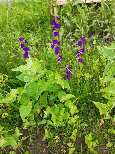 Delphinium hispanicum, photographed by Michael Andresek