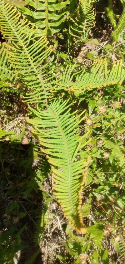 Dicranopteris nervosa, photographed by Edson Luis Fabro Gasperin