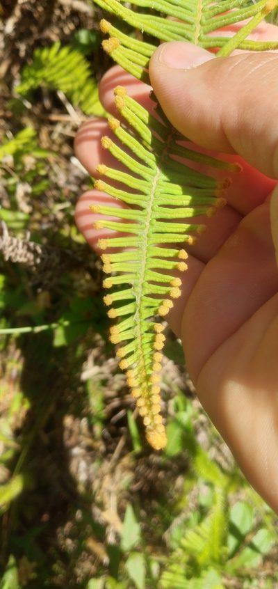 Dicranopteris nervosa, photographed by Edson Luis Fabro Gasperin