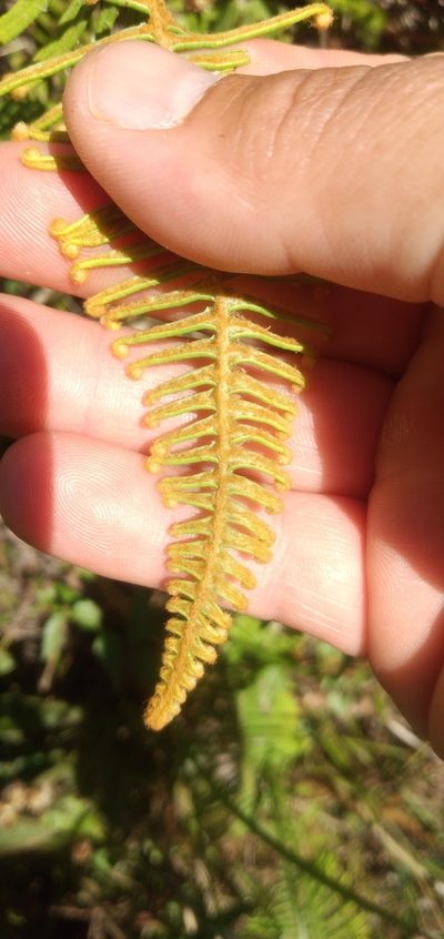 Dicranopteris nervosa, photographed by Edson Luis Fabro Gasperin