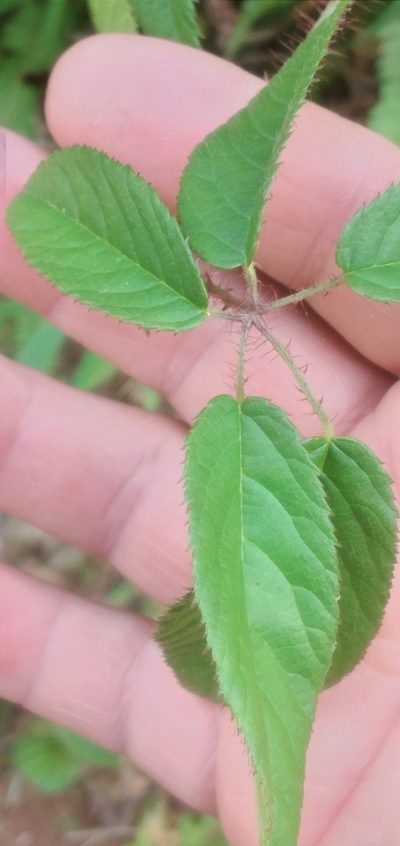 Rubus erythroclados, photographed by Edson Luis Fabro Gasperin