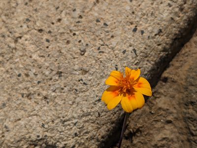 Tagetes lunulata, photographed by bemma