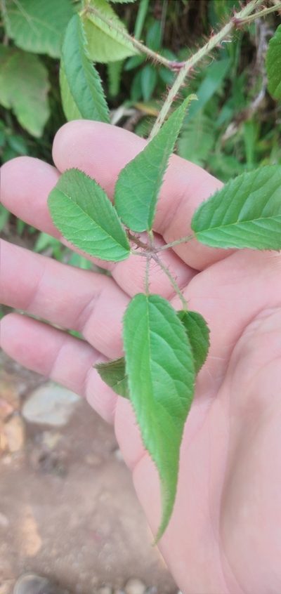 Rubus erythroclados, photographed by Edson Luis Fabro Gasperin