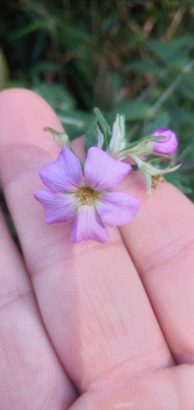 Viviania albiflora, photographed by Edson Luis Fabro Gasperin
