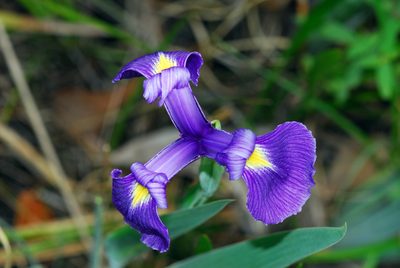 Iris tridentata, photographed by Tom Kennedy