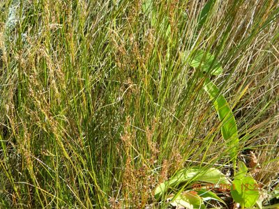 Juncus gerardi, photographed by Galyna Mykytynets