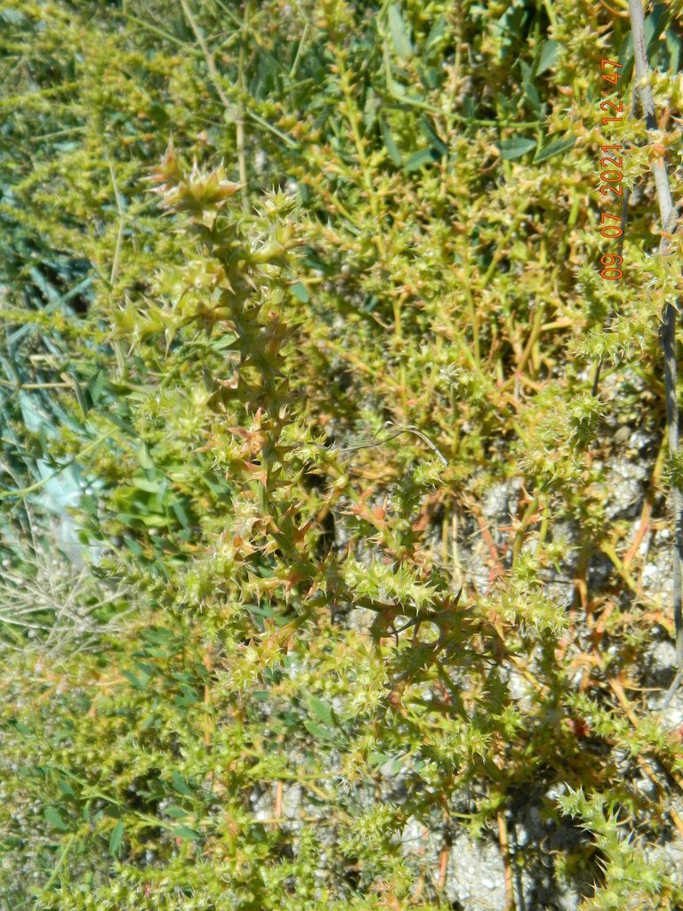 Salsola squarrosa, photographed by Galyna Mykytynets